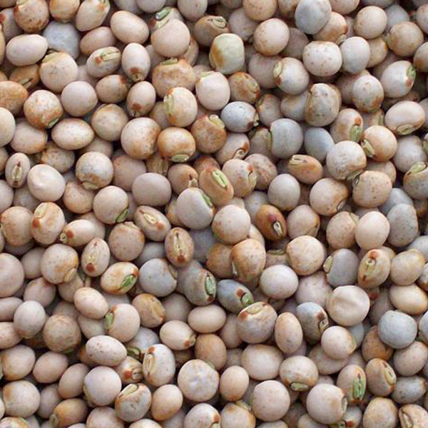 Pigeon peas